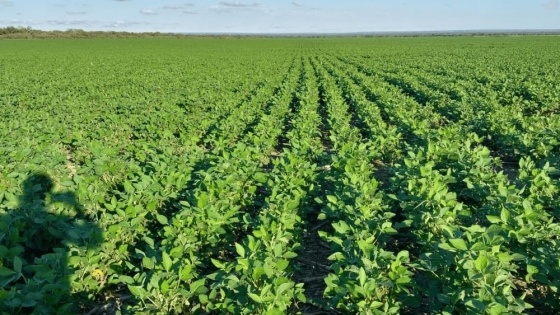 La soja repunta en la zona núcleo, pero persisten riesgos climáticos