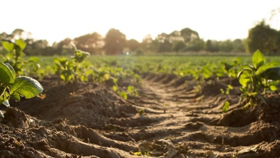 Innovation and sustainability: the future of soil health in agriculture