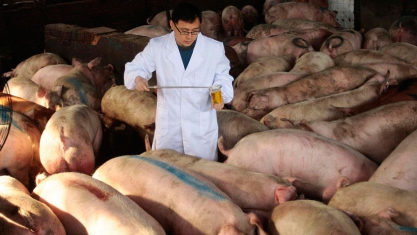 Científicos desarrollan posible vacuna contra PPA