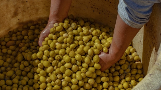 Se estima que la cosecha de Agroarauco este año superará el millón de kilos de aceitunas