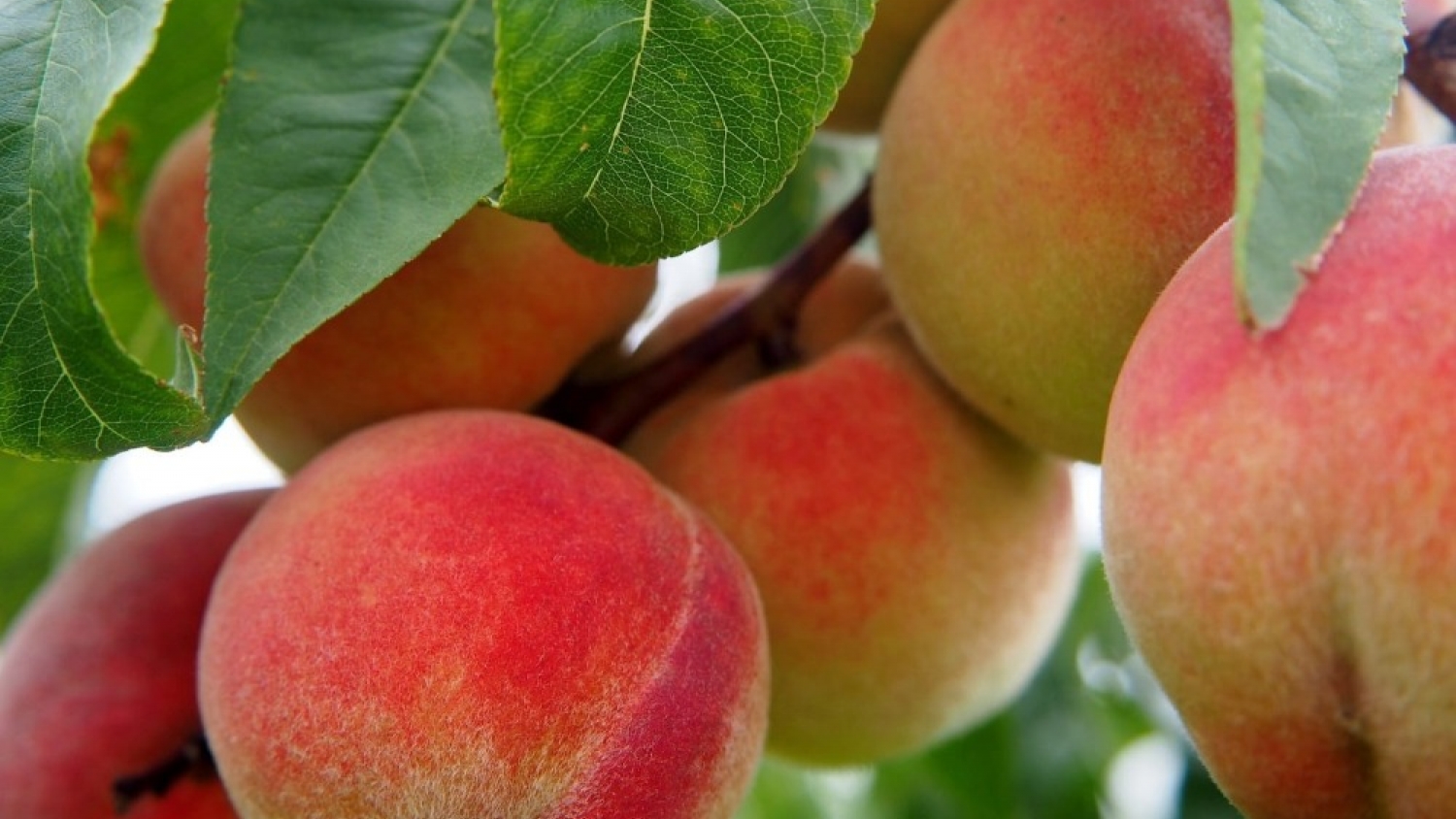 SENASA levantó la emergencia por Mosca de los frutos en un distrito de Tupungato