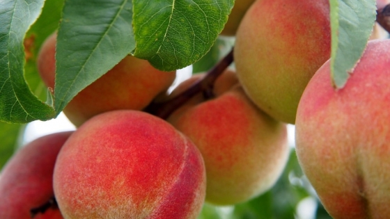 SENASA levantó la emergencia por Mosca de los frutos en un distrito de Tupungato