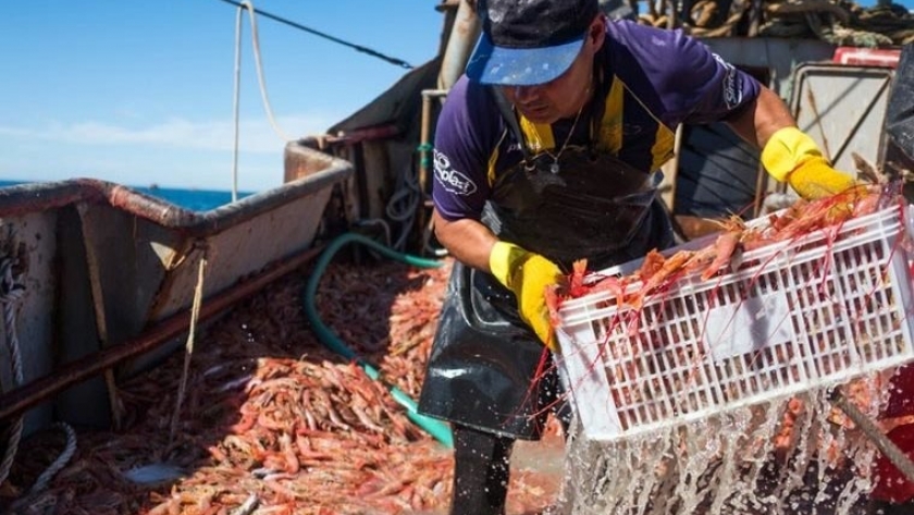 Inidep presentó los resultados de la campaña de evaluación del langostino