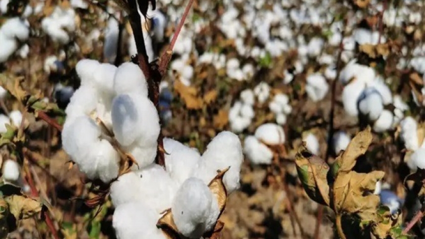 Algodón: el nuevo oro blanco de San Luis