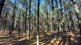 Las plantaciones forestales almacenan 70 millones de toneladas de carbono orgánico