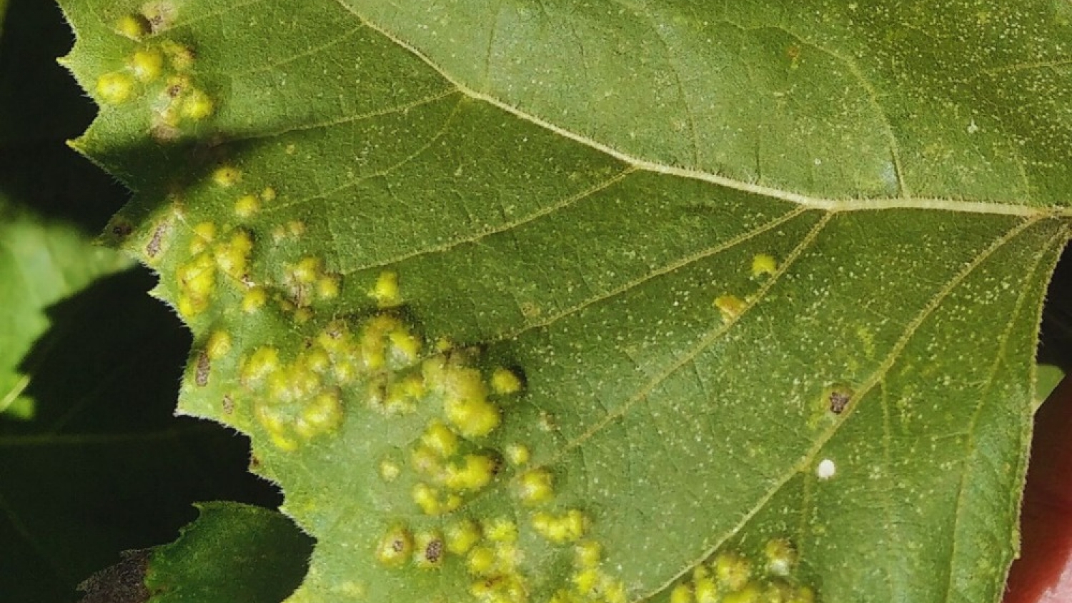 Alerta sanitaria en el girasol: detectan cinco enfermedades y recomiendan reforzar controles en el centro del país