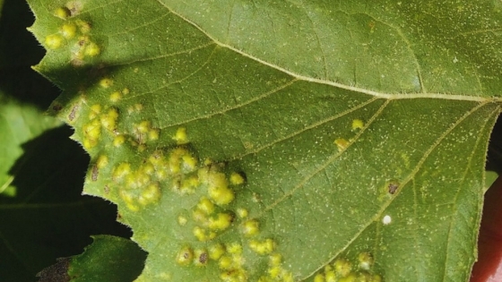 Alerta sanitaria en el girasol: detectan cinco enfermedades y recomiendan reforzar controles en el centro del país