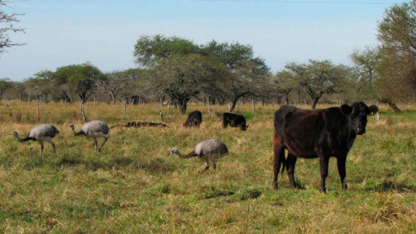 Mirando al futuro: Las exigencias europeas para comprar carne en Argentina