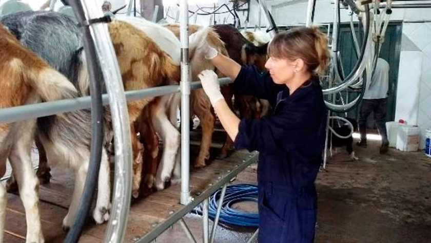 Agroindustria trabaja para mejorar la sanidad de ovinos