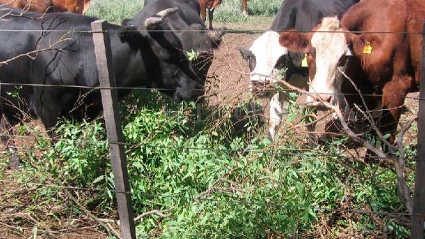Intensificación ganadera en el NEA, mucho más que encerrar y dar de comer