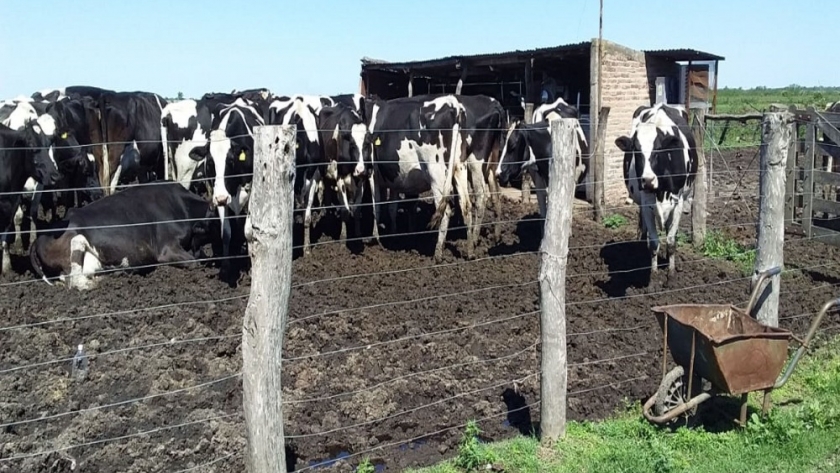 Con nuevas normativas mejora la perspectiva de tambos queserías de Entre Ríos