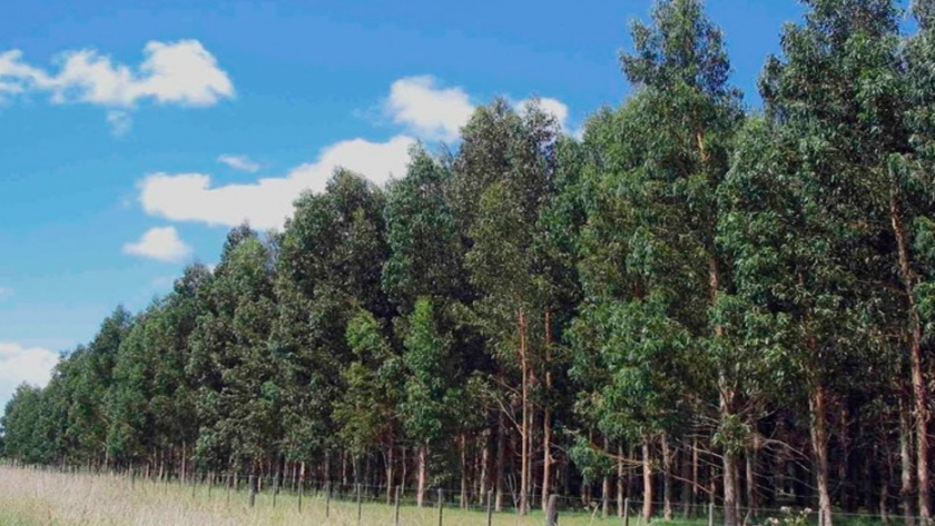 Destacan los beneficios de las cortinas forestales | Agroempresario.com