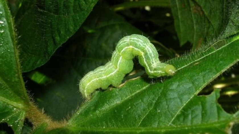 Control de lepidópteros con menor impacto ambiental