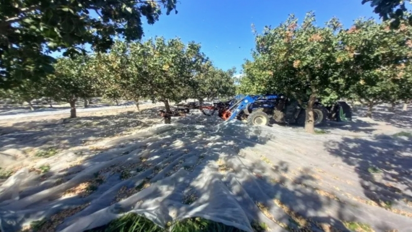 Buenos rindes para pistachos en plena producción en Carpintería