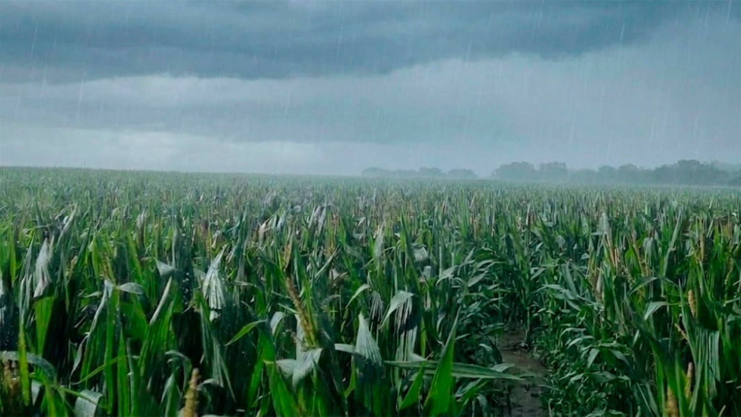 El regreso de El Niño entusiasma al campo: proyectan un escenario climático ideal para la campaña gruesa 2026/27