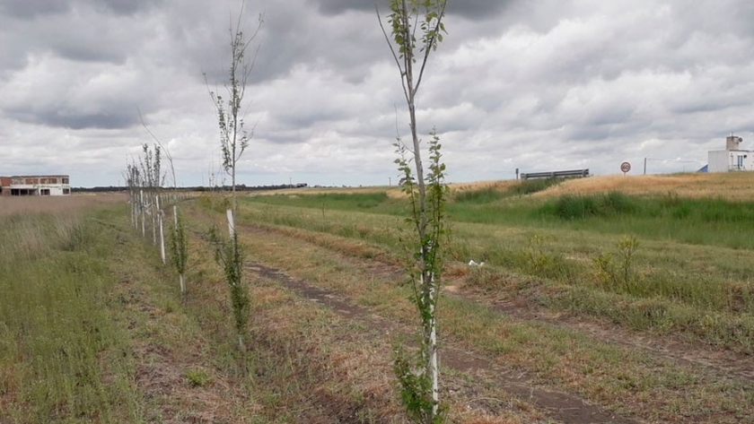 Se plantan barreras forestales