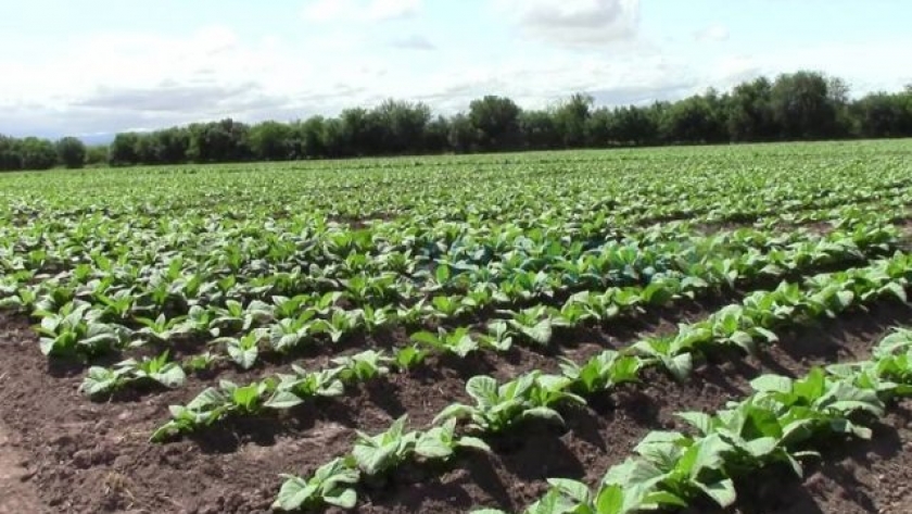Salta lidera la producción nacional de tabaco