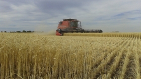 La siembra de trigo en Argentina enfrenta la presión de la cebada