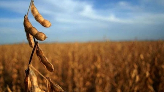 Repunte de precios en Chicago beneficia al mercado de granos en Rosario