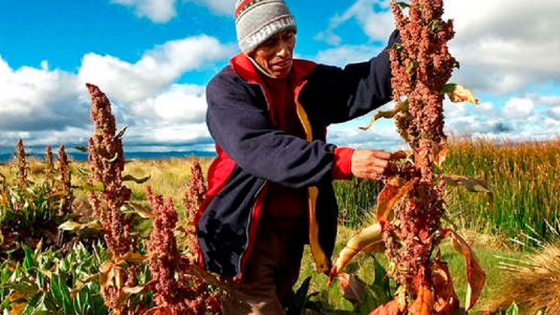 Perú se mantiene como el primer productor y exportador mundial de quinua