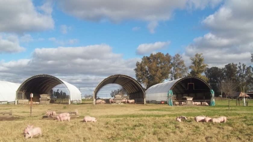 La provincia firmó un convenio con la UNER para fortalecer la actividad porcina