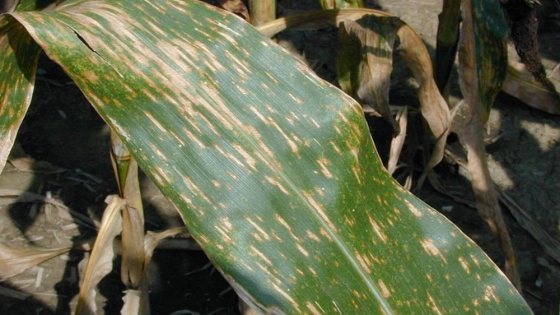 Una enfermedad foliar está registrando fuertes presiones sobre el maíz en el centro y norte de Córdoba