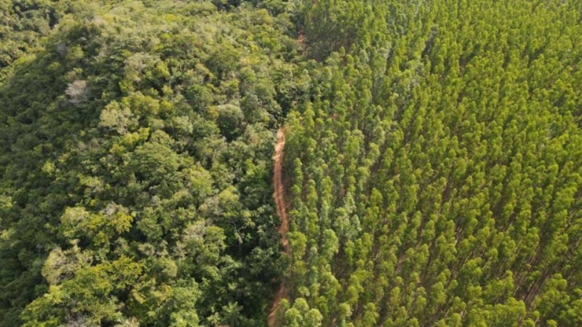 Se quintuplicó la superficie forestal destinada a créditos de carbono