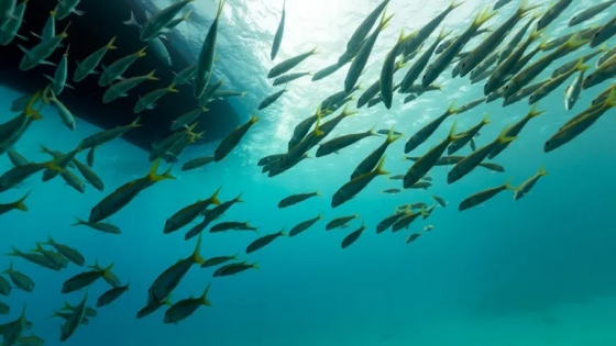 <La Prefectura Naval Argentina ante desafíos ambientales sobre especies acuáticas y no nativas