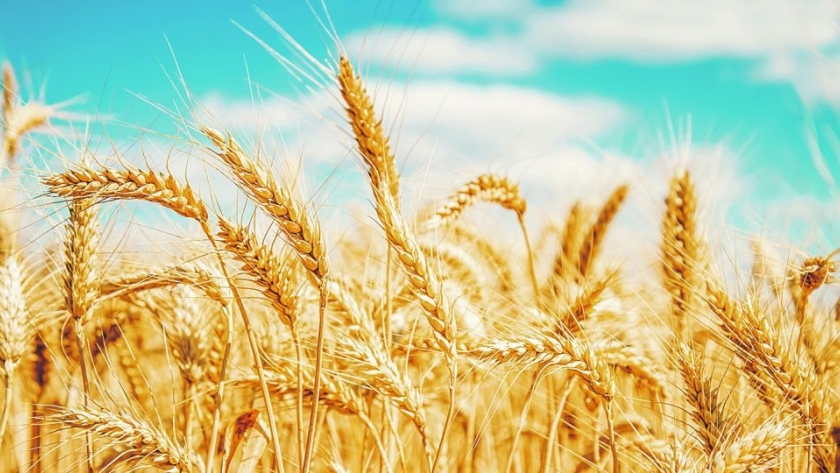 La tecnología en el trigo