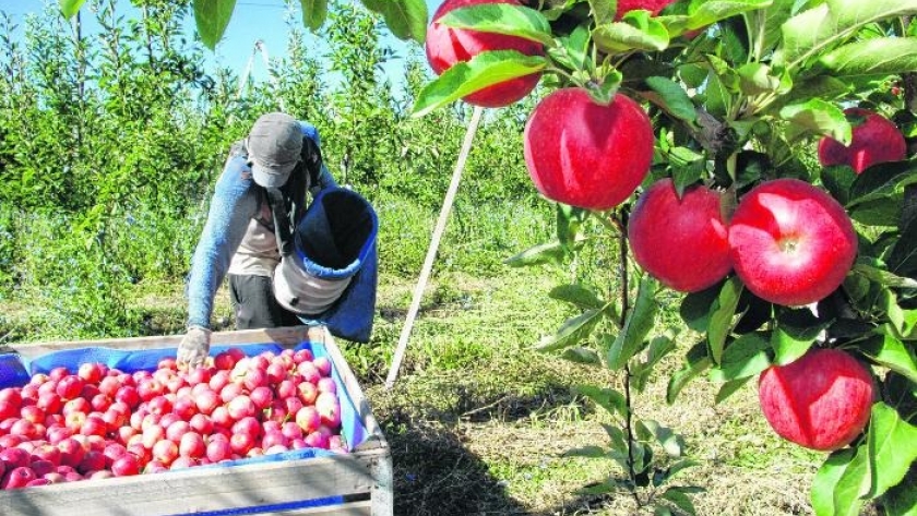 Alerta: productores reclaman no poder pagar el bono a sus trabajadores y estar en emergencia productiva