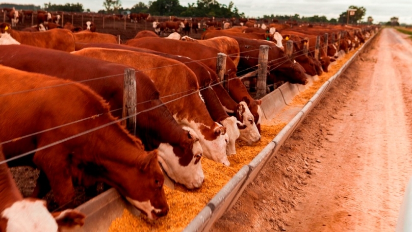 Proyecciones de consumo de maíz 2020/21 para uso animal