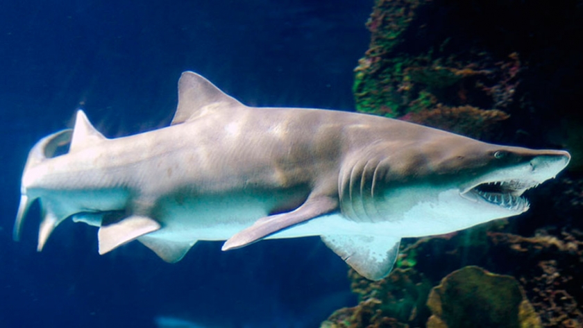Pesca de Tiburón escalandrún (Odontaspis taurus)