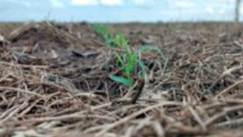 El sorgo volvió con todo