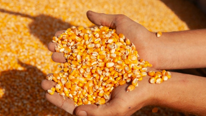 Casi 10.000 toneladas de granos fueron certificadas para exportación