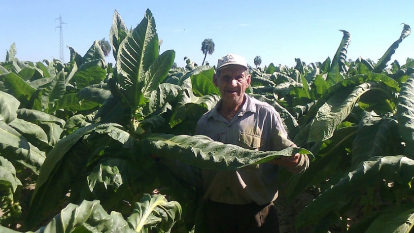 La Provincia aguarda el envío de fondos para los tabacaleros desde la Nación