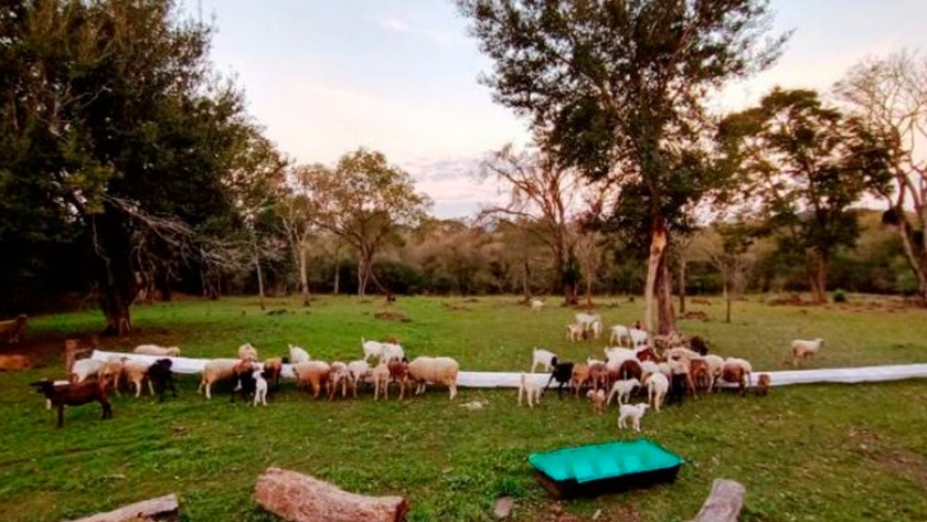 El IFAI evalúa los créditos a productores ovinos con miras al primer remate del año con animales 100% misioneros