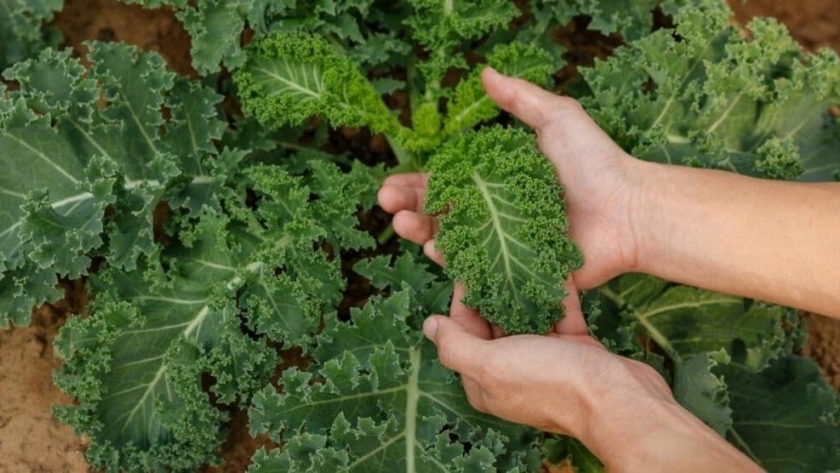 Una fuente de hierro en casa: cómo cultivar kale en la huerta familiar