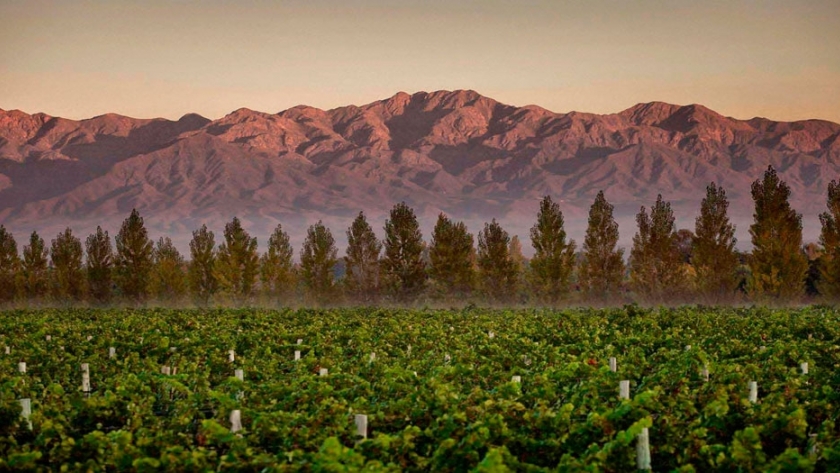  Caligiore: vinos ecológicos premium 