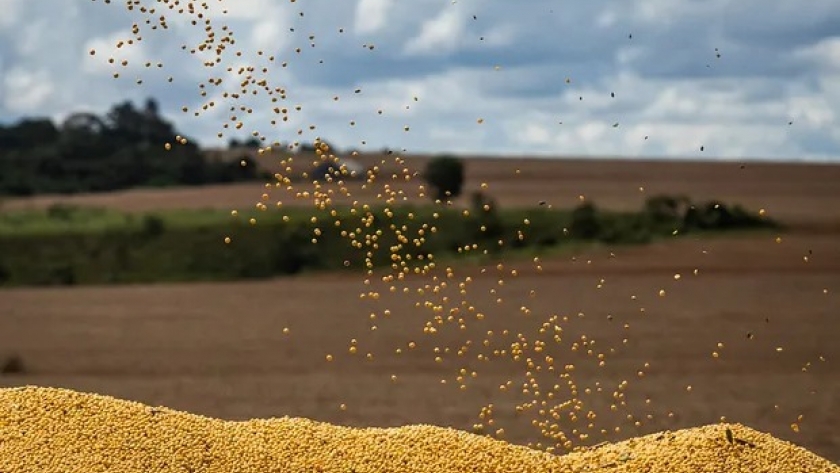 Brecha cambiaria vs. retenciones: qué impacta más en los márgenes de la soja, el trigo, el maíz y el girasol