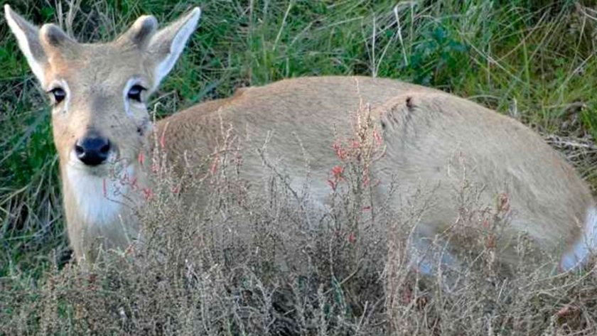 Buscan reducir la población de cerdos silvestres para proteger al venado de las pampas