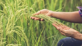 Cinco claves para optimizar la siembra de arroz