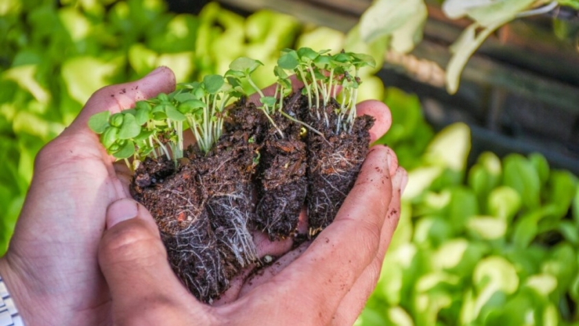 Capacitarán a viveristas municipales en la producción de plantines