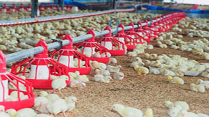 Introducir 98+ imagen galpones para pollos de engorde