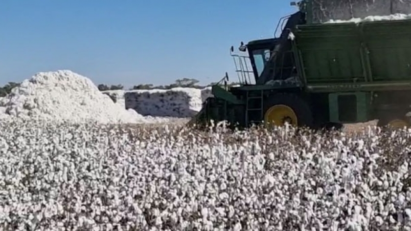 Fin de una campaña histórica de algodón en Gancedo