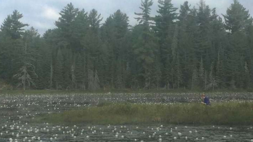 Investigadores descubren planta carnívora en ontario, Canadá