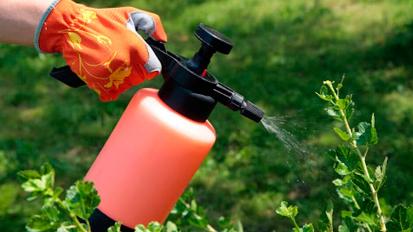 Cómo preparar un repelente biodegradable con ajo para controlar plagas y enfermedades