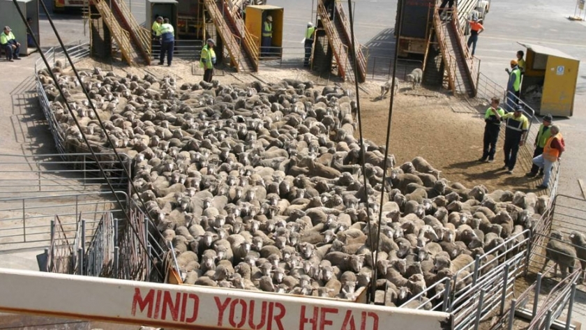 Kuwait está construyendo un mercado alternativo de ovejas