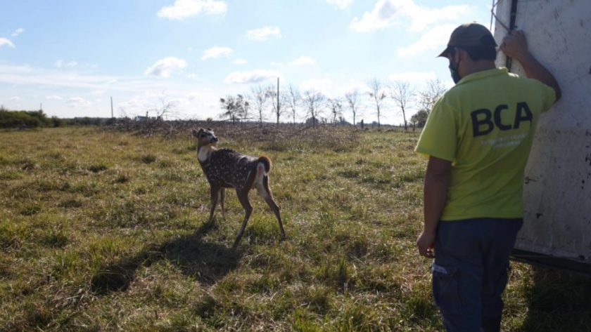 Anunciada por Cabandié, abrió la inscripción a la Red Federal de Centros de rescate y rehabilitación de fauna silvestre