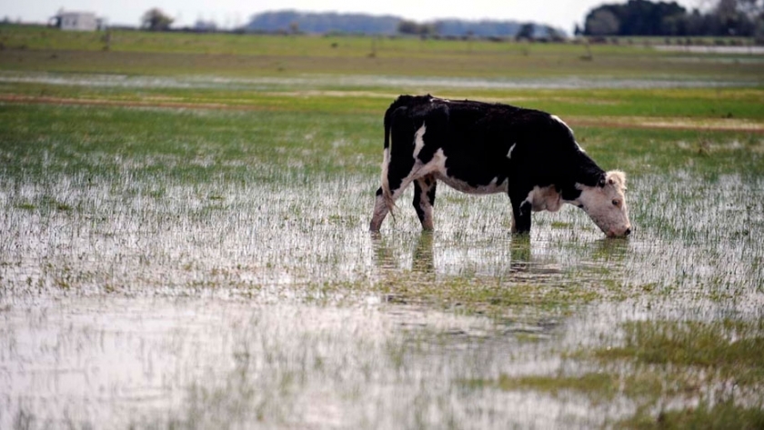 La lluvia trajo alivio en zonas agrícolas de Buenos Aires
