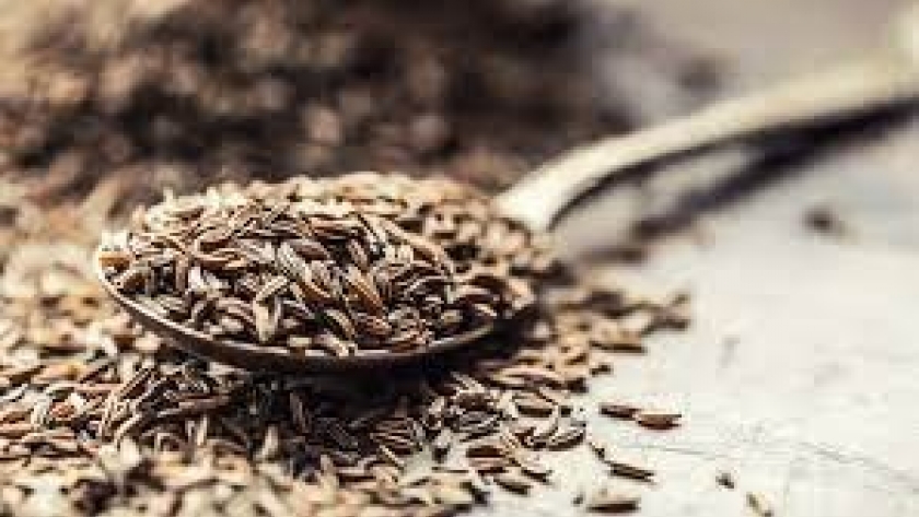 Nueva variedad de comino